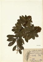 藏品(七里香)的圖片